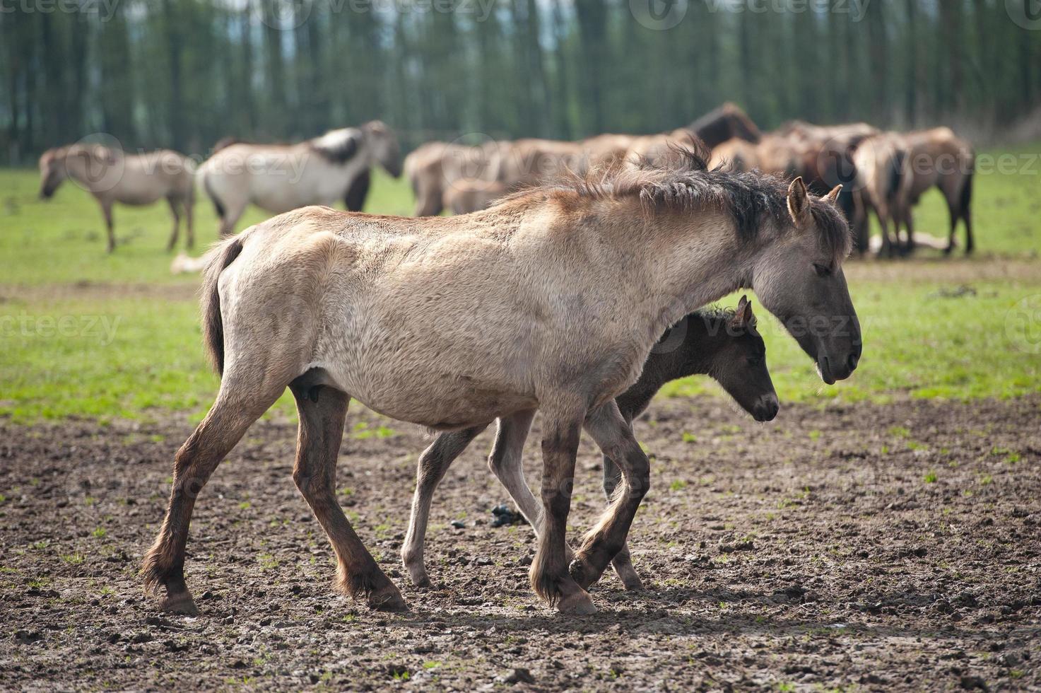 foals and horses in germany photo