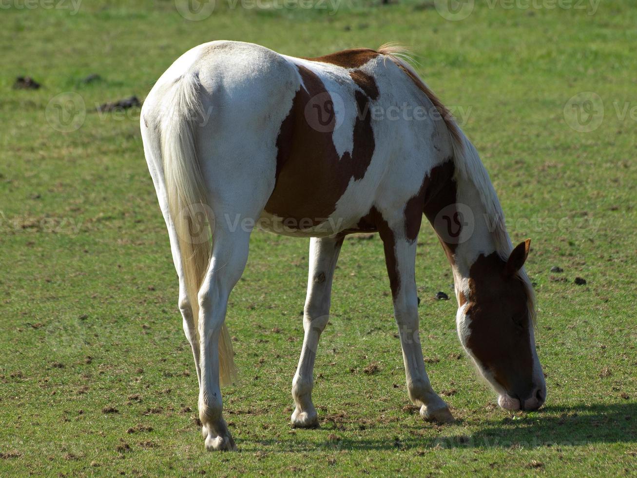 caballos en un campo en Alemania foto