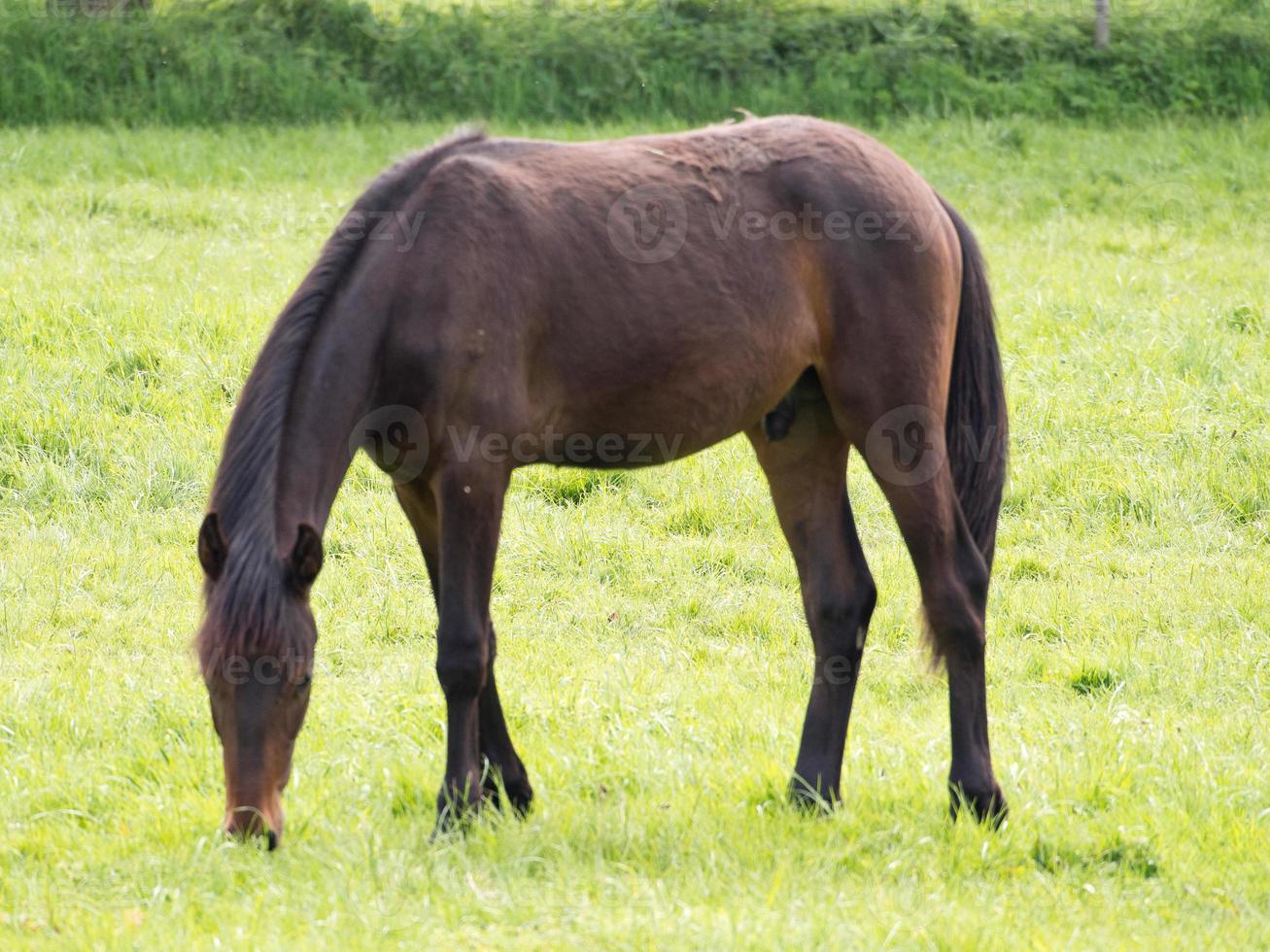 horses on a meadow in germany photo