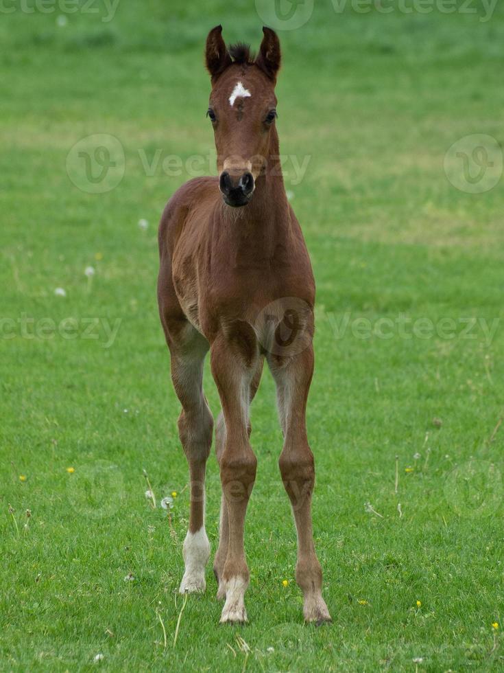 caballos en Alemania foto