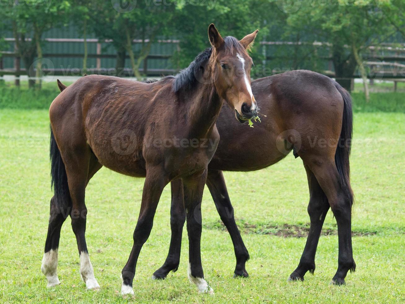 horses in germany photo