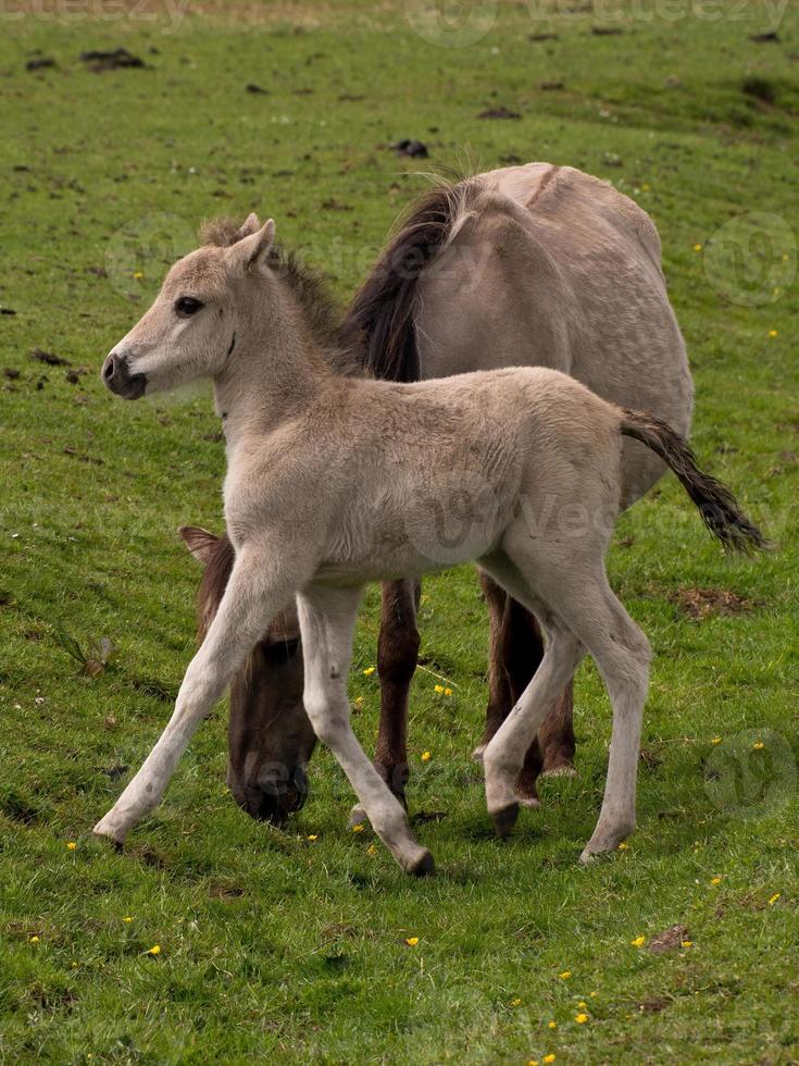 foals and horses in germany photo