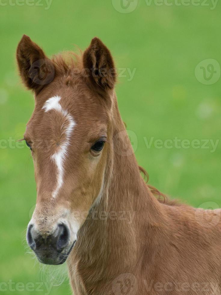 horses in germany photo