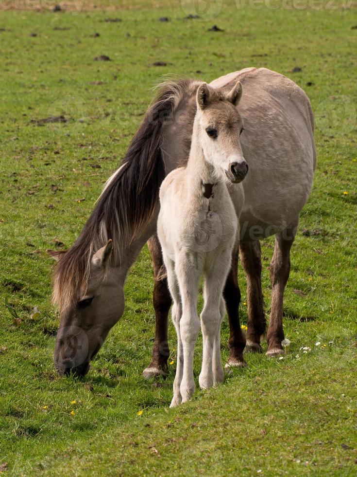 foals and horses in germany photo