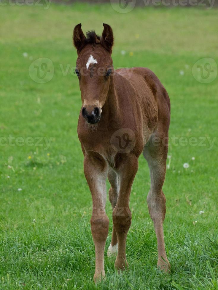 caballos en Alemania foto