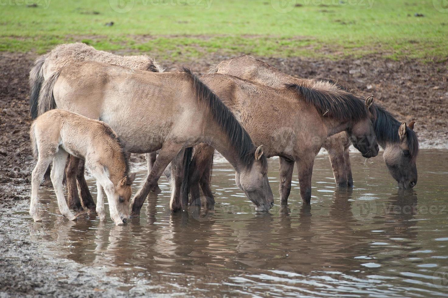 foals and horses in germany photo