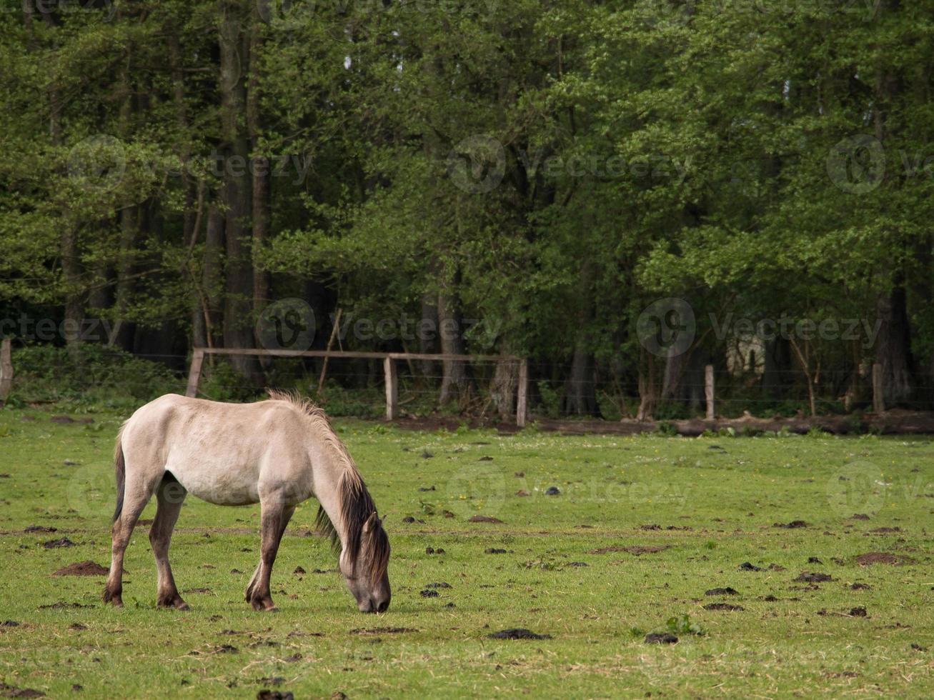 potros y caballos en Alemania foto