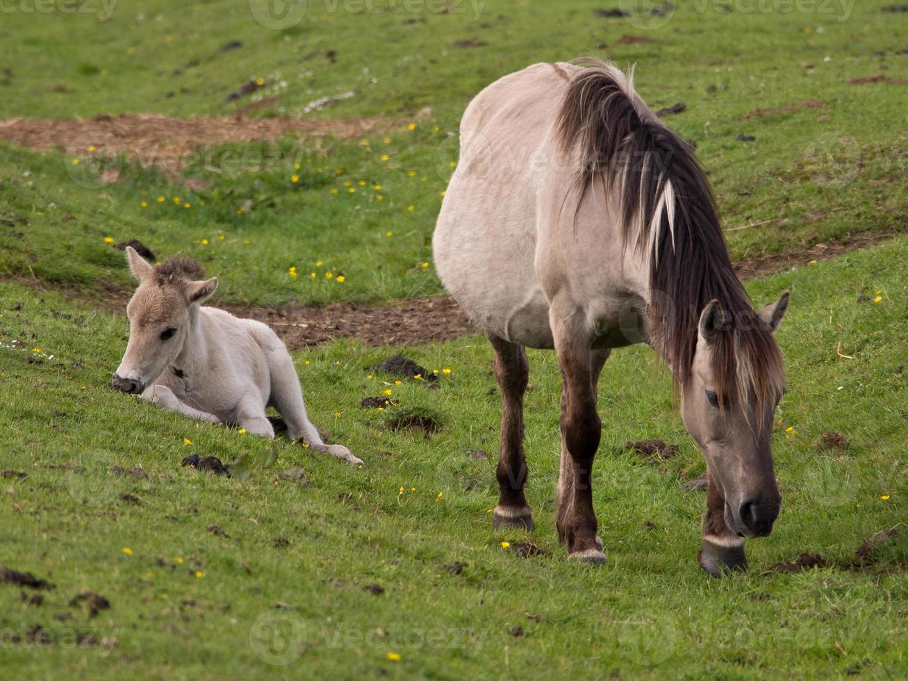 horses in the german westphalia photo