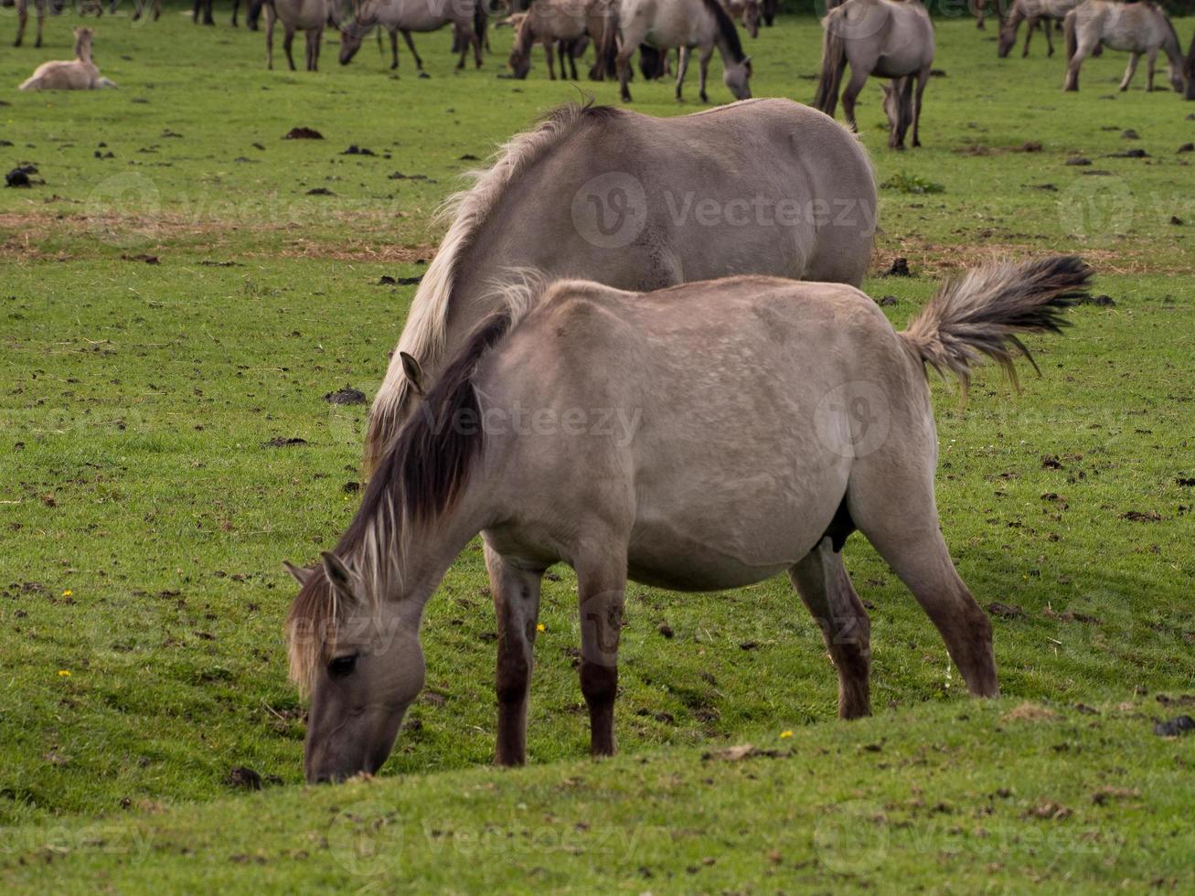 horses in the german westphalia photo