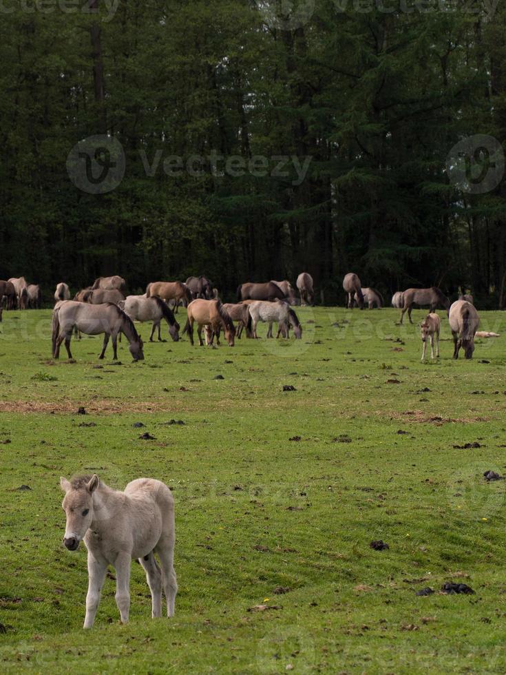 caballos en el alemán Westfalia foto