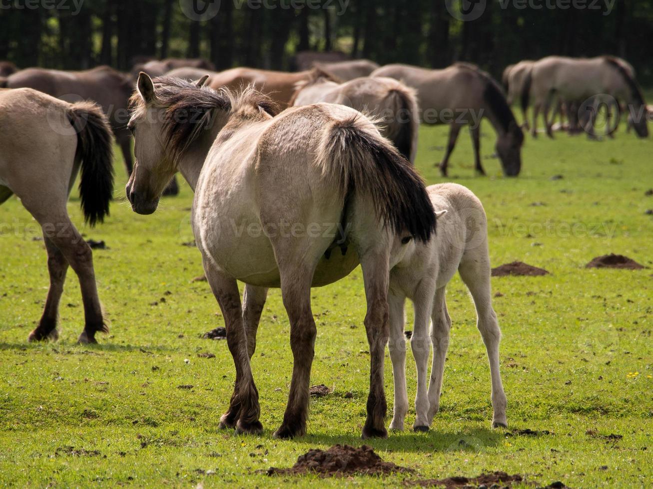 wild horses in westphalia photo