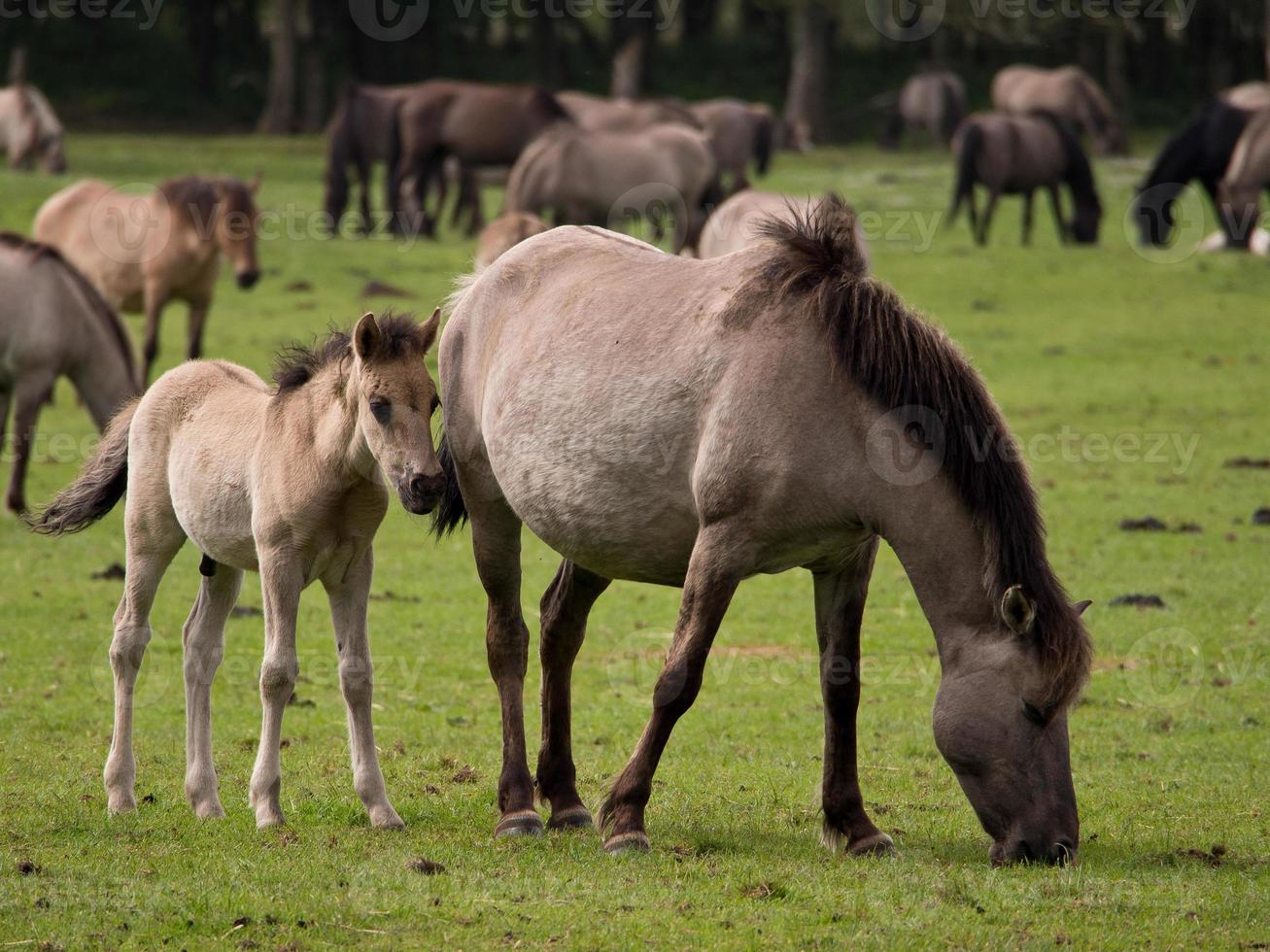 wild horses in westphalia photo