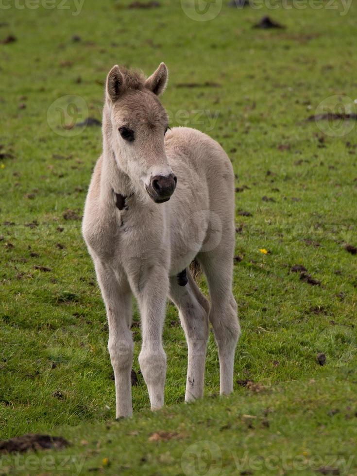 horses in the german westphalia photo