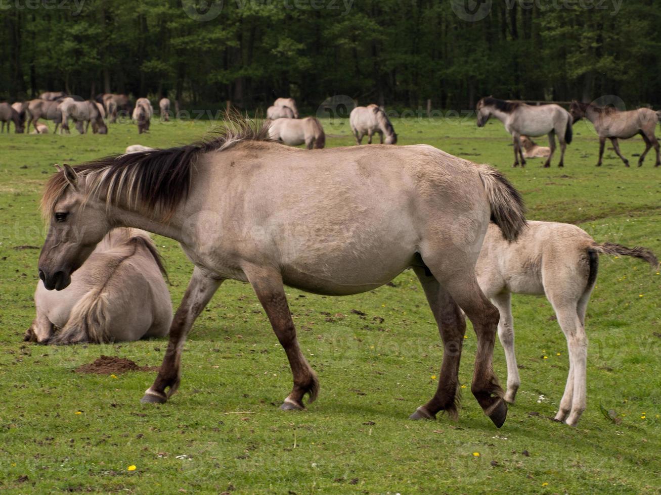 caballos salvajes en westfalia foto