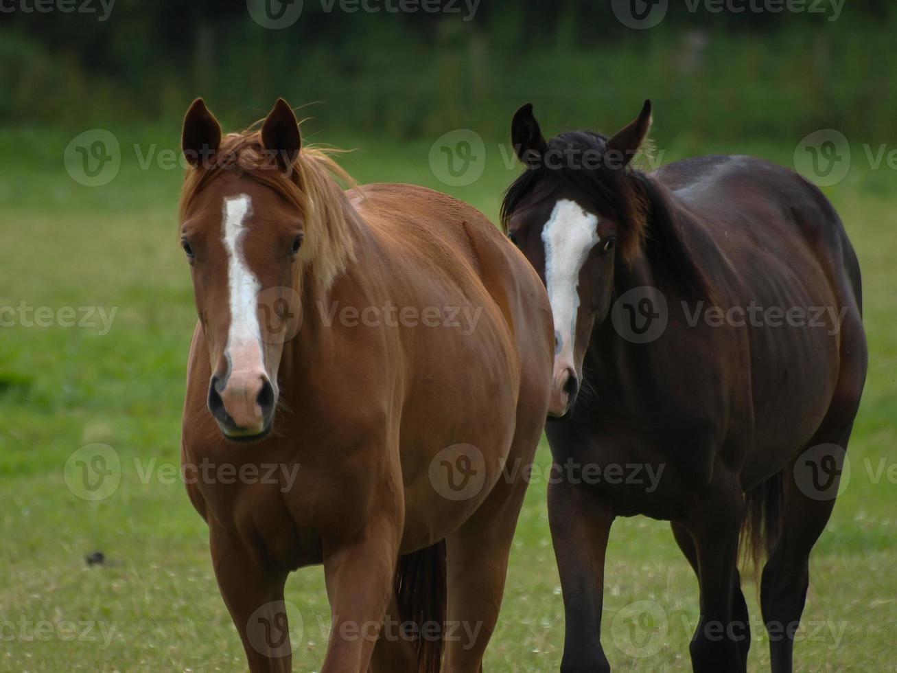 caballos con potros foto