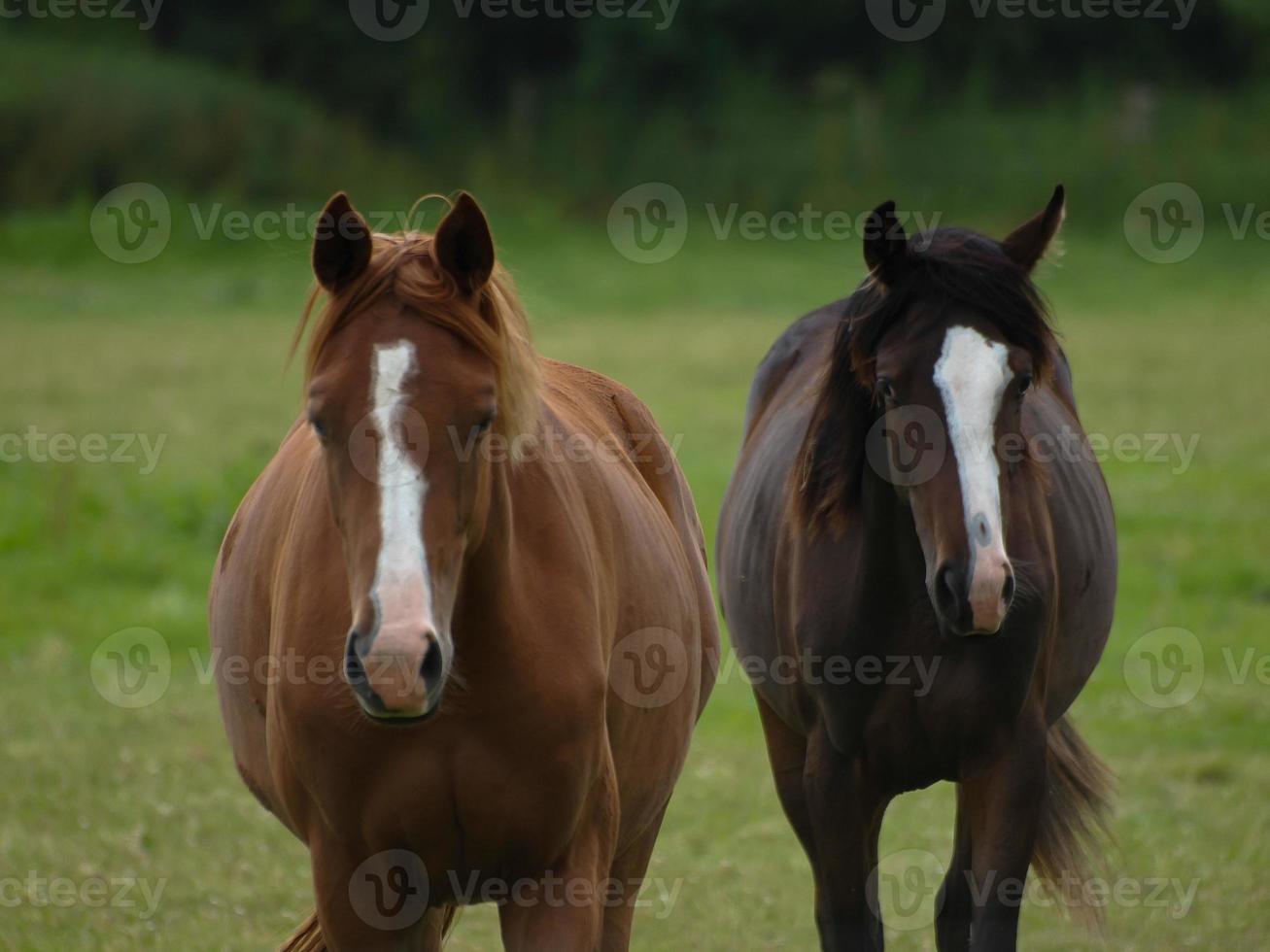 horses with foals photo