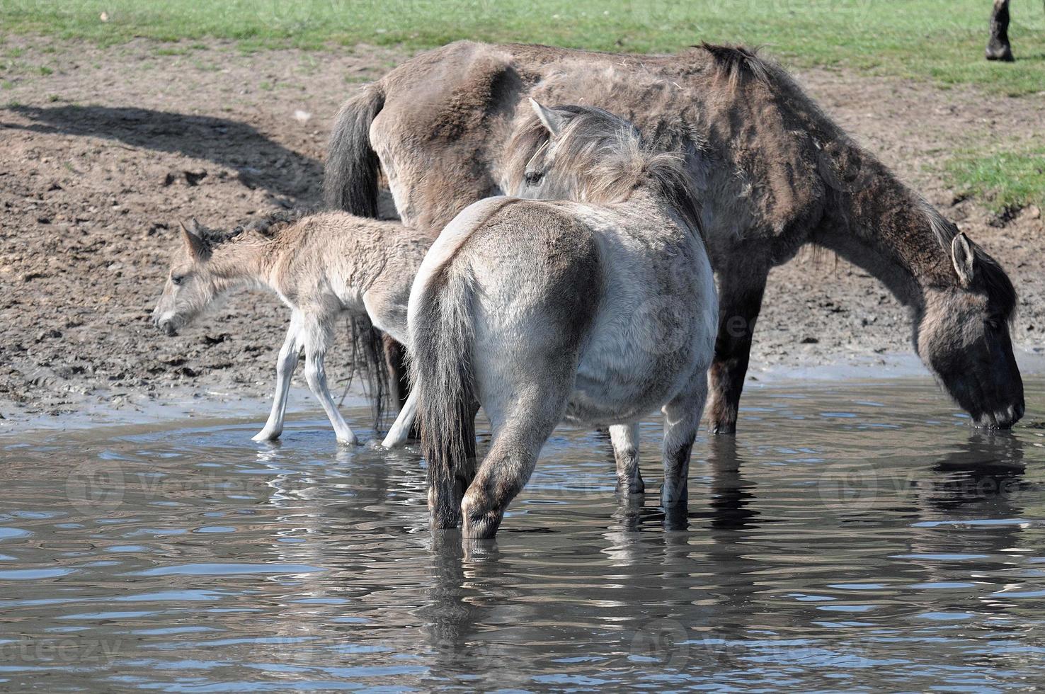 wild horses in westphalia photo