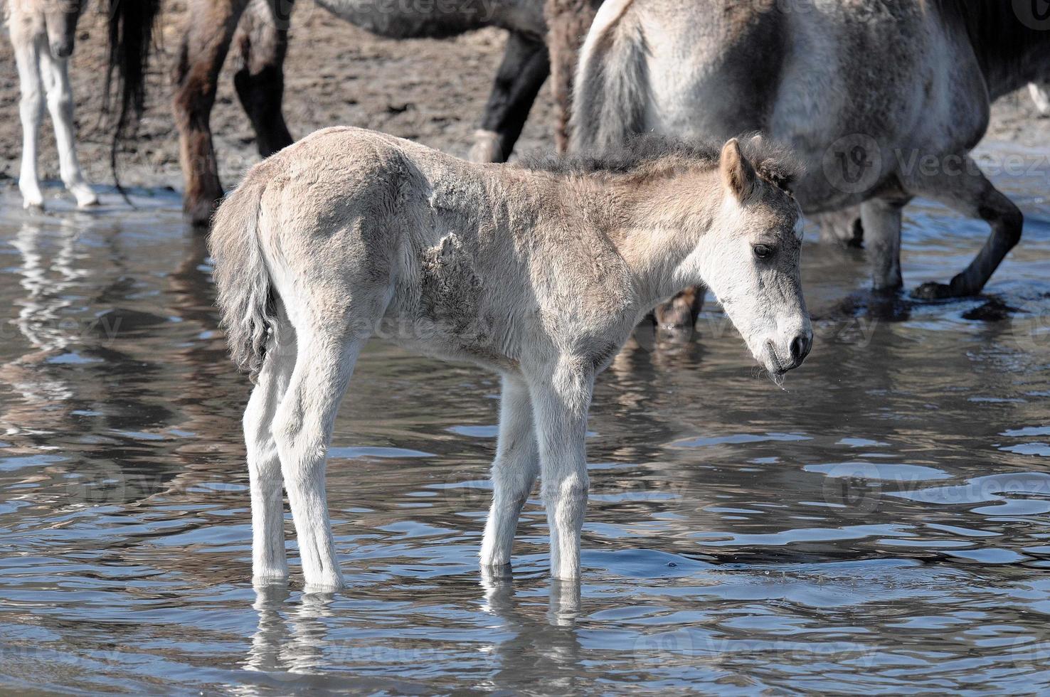horses with foals photo