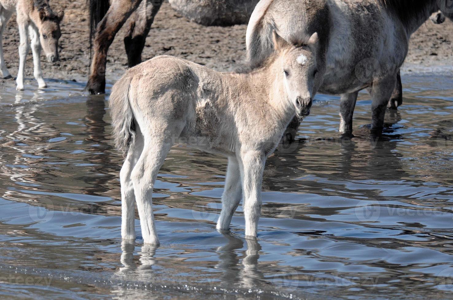 horses with foals photo