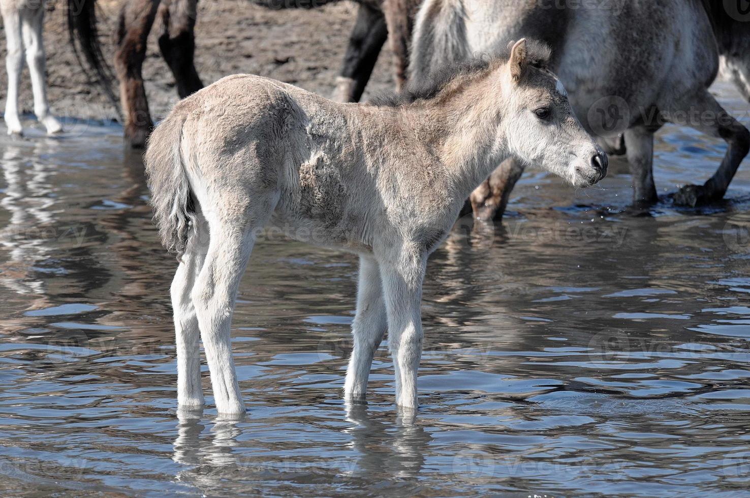 horses with foals photo