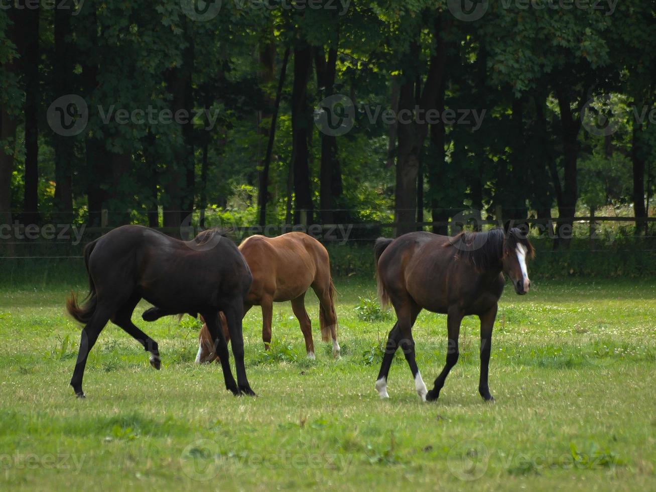horses n germany photo
