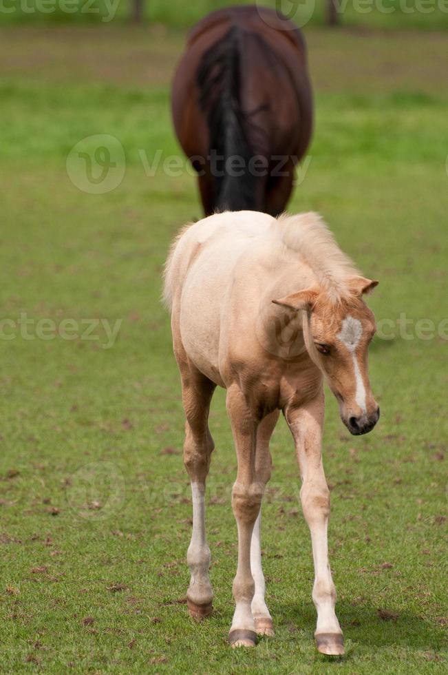 horses n germany photo