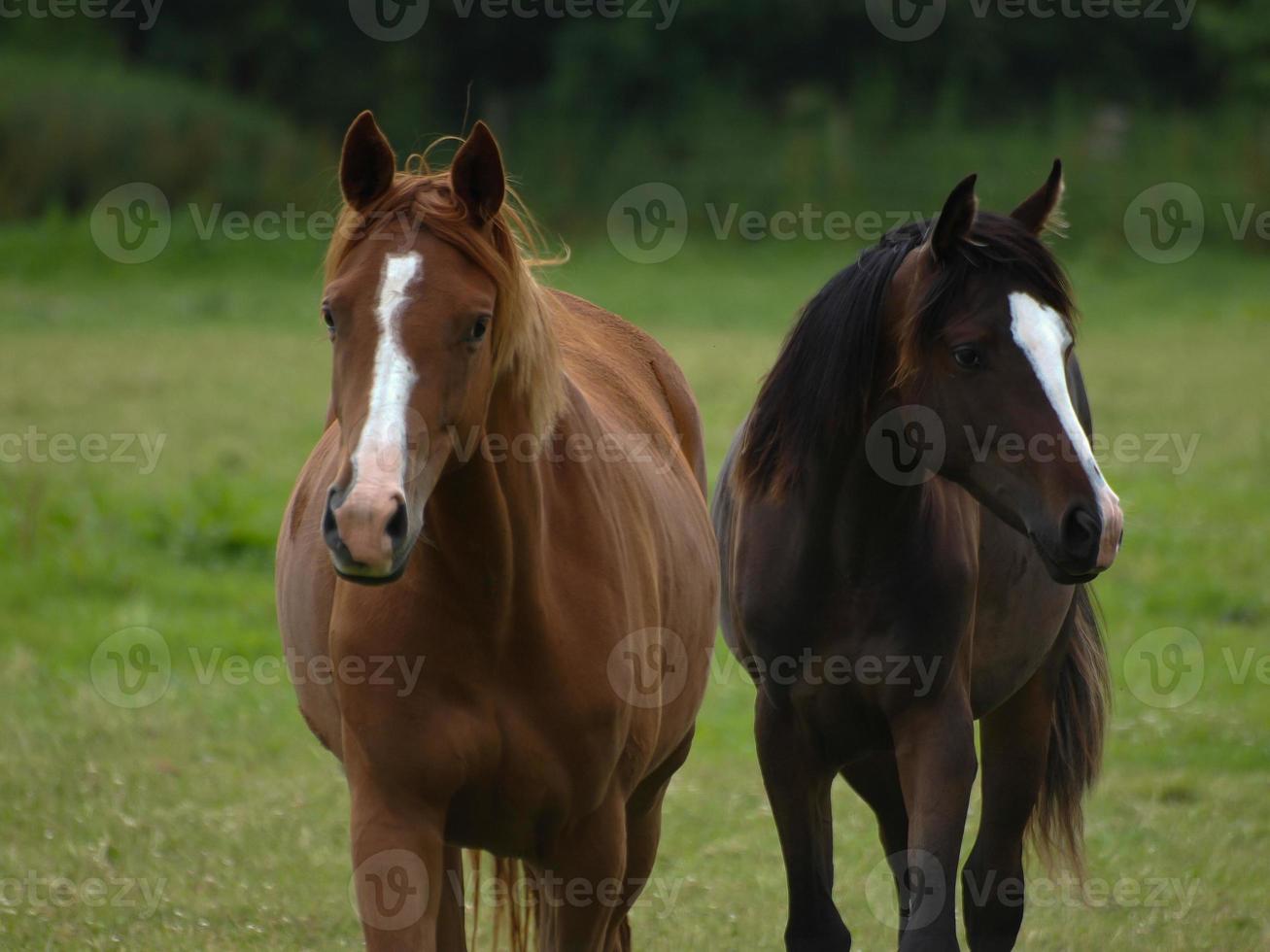 caballos con potros foto