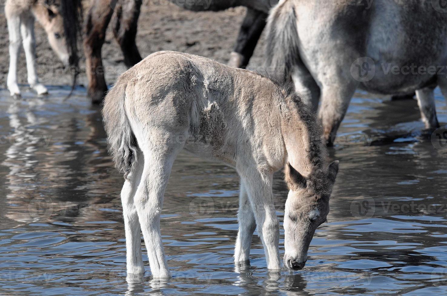 horses with foals photo
