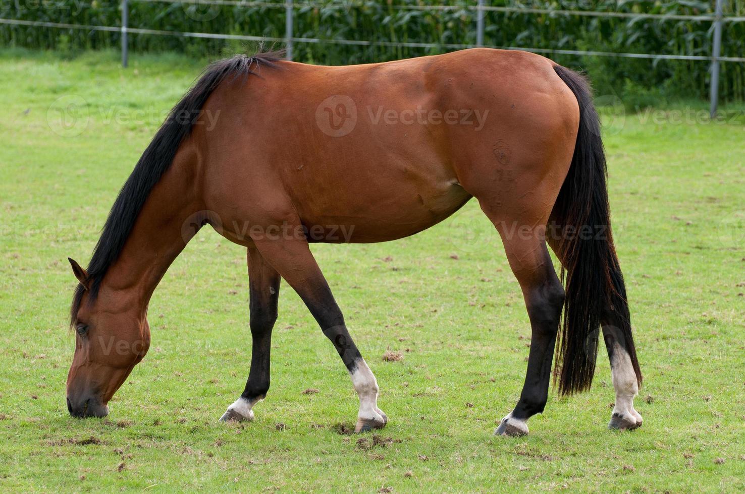 horses with foals photo