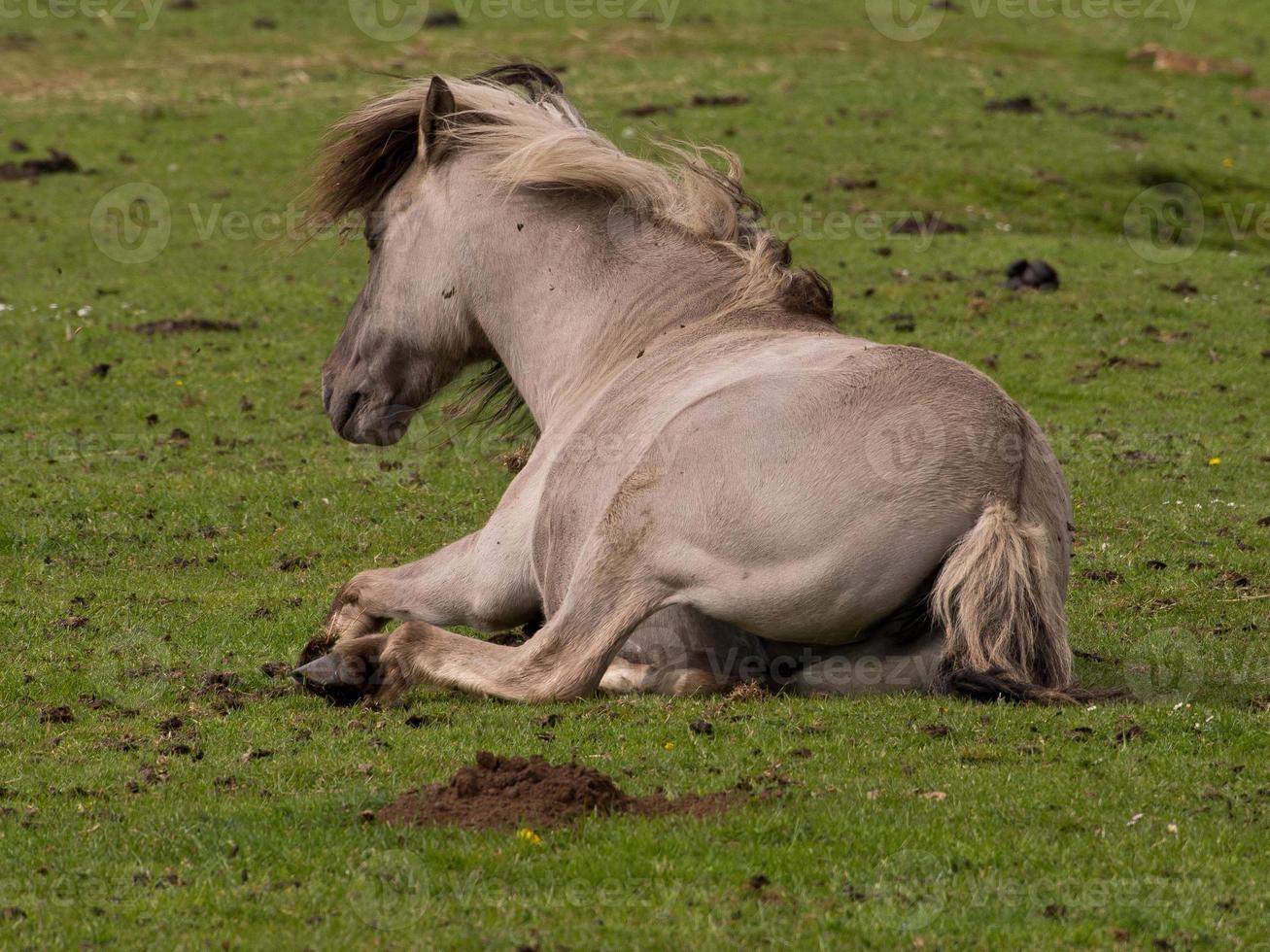 horses with foals photo