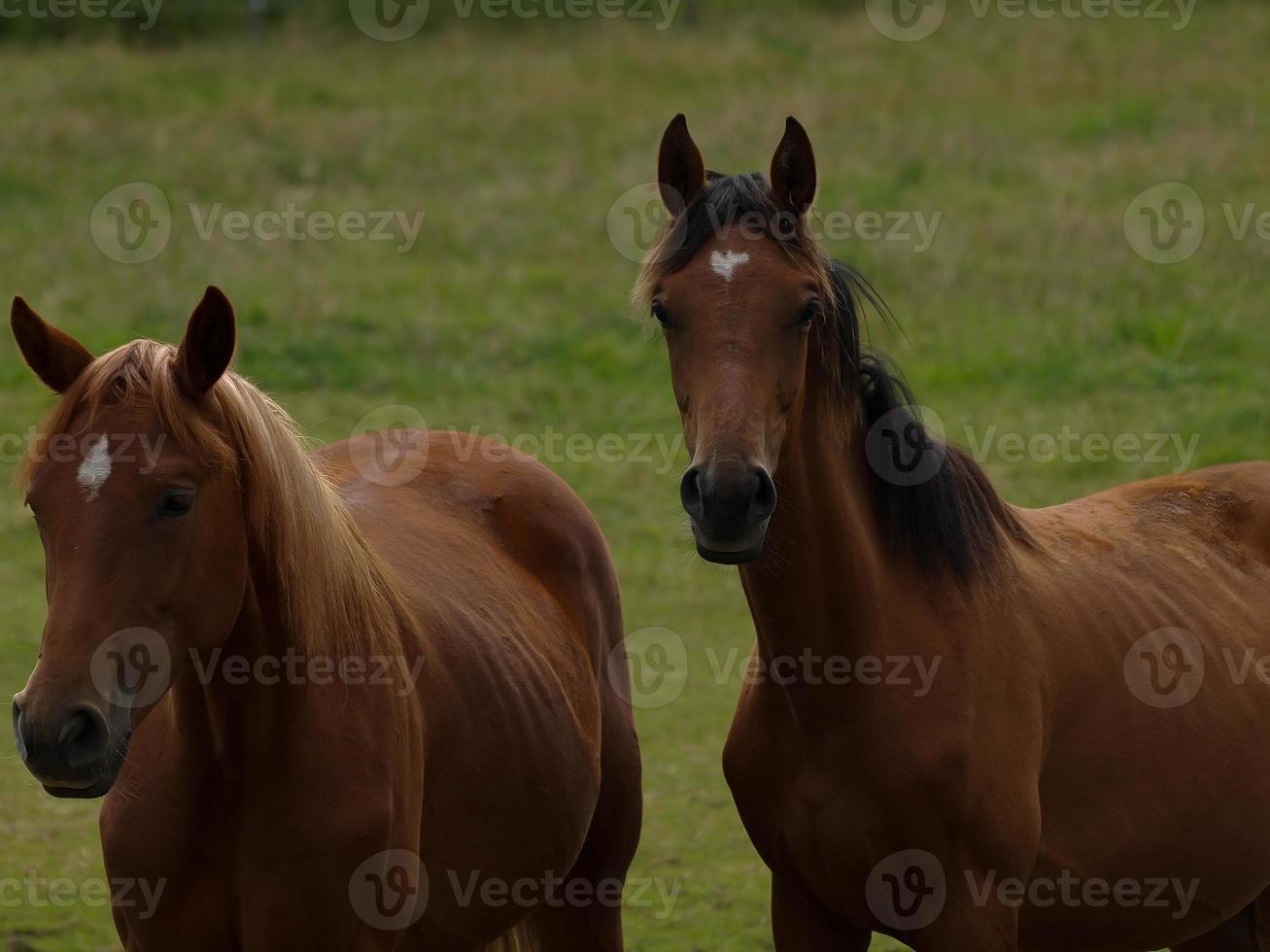 horses with foals photo