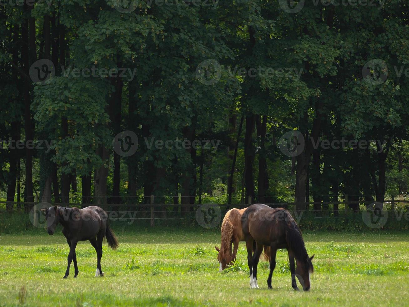 caballos con potros foto