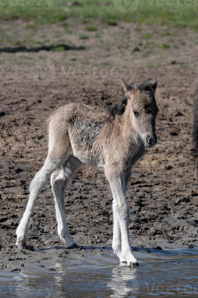 horses with foals photo