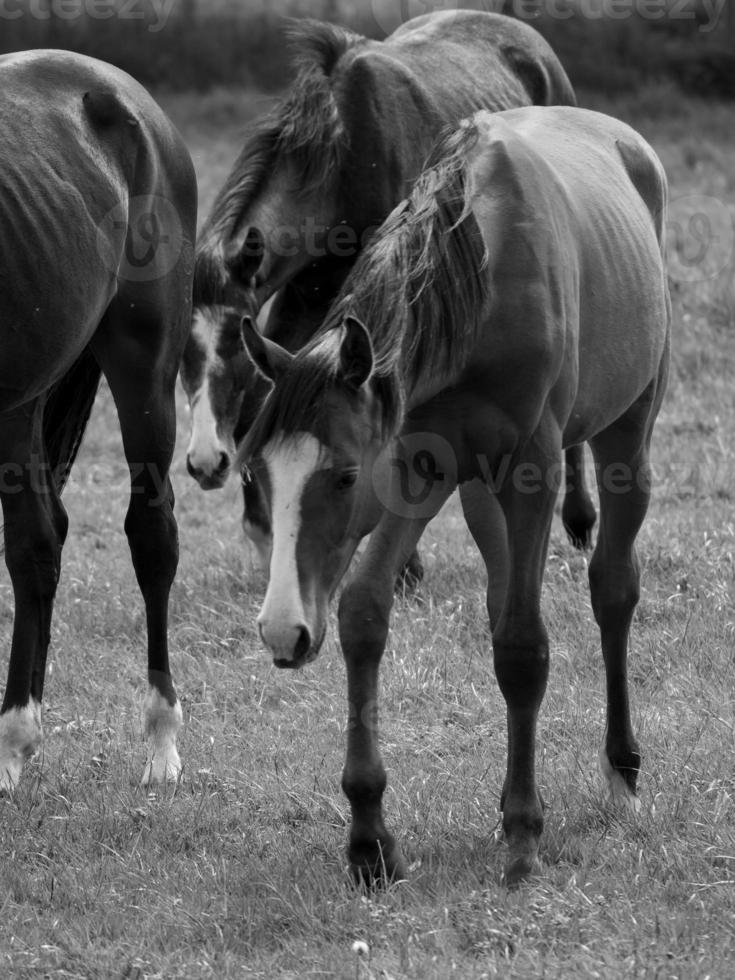 Horses in germany photo