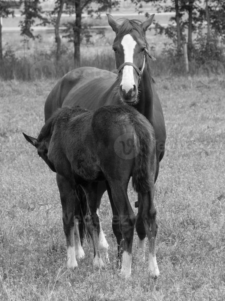 horses on a field in germany photo