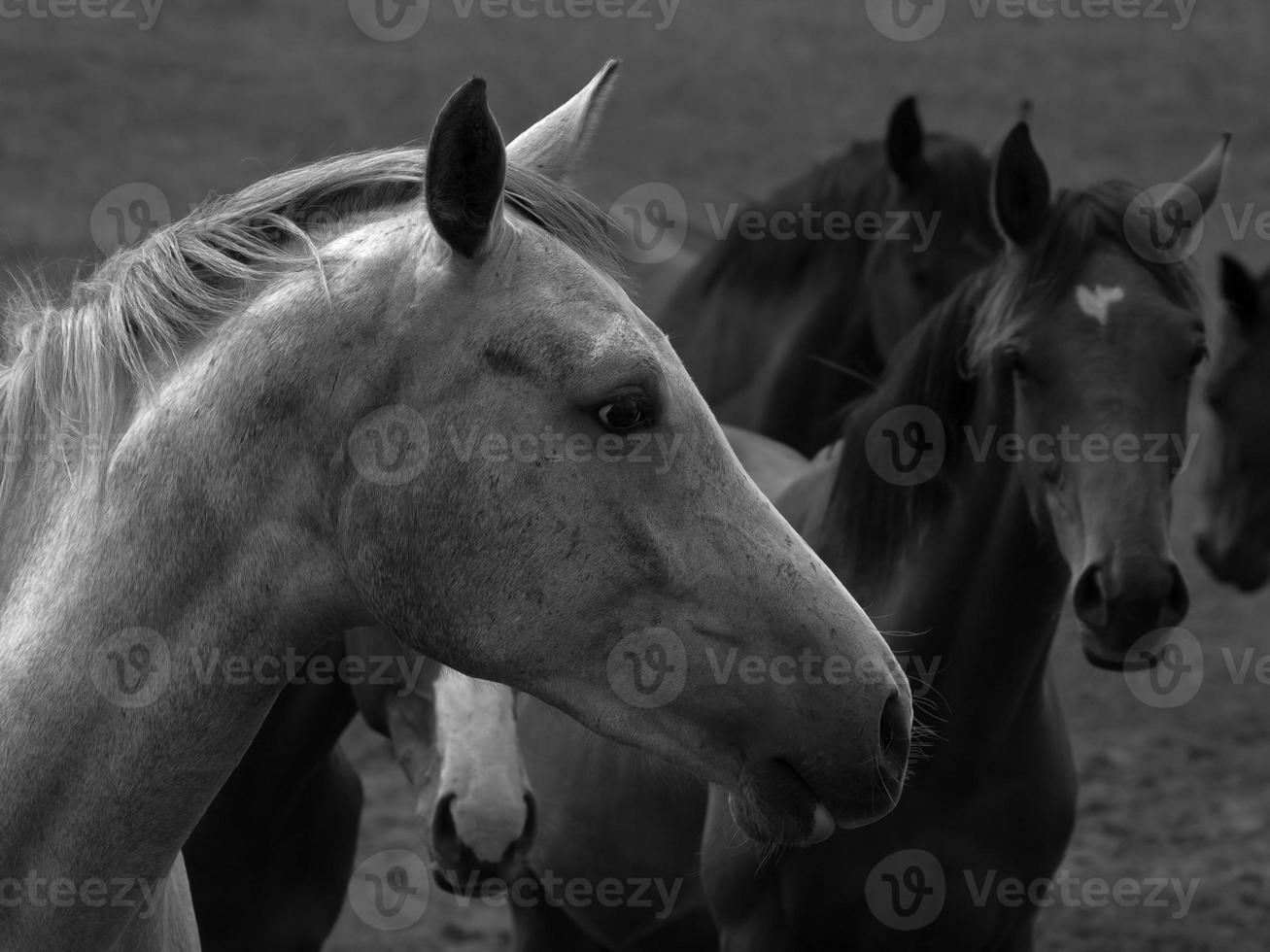 caballos salvajes en alemania foto