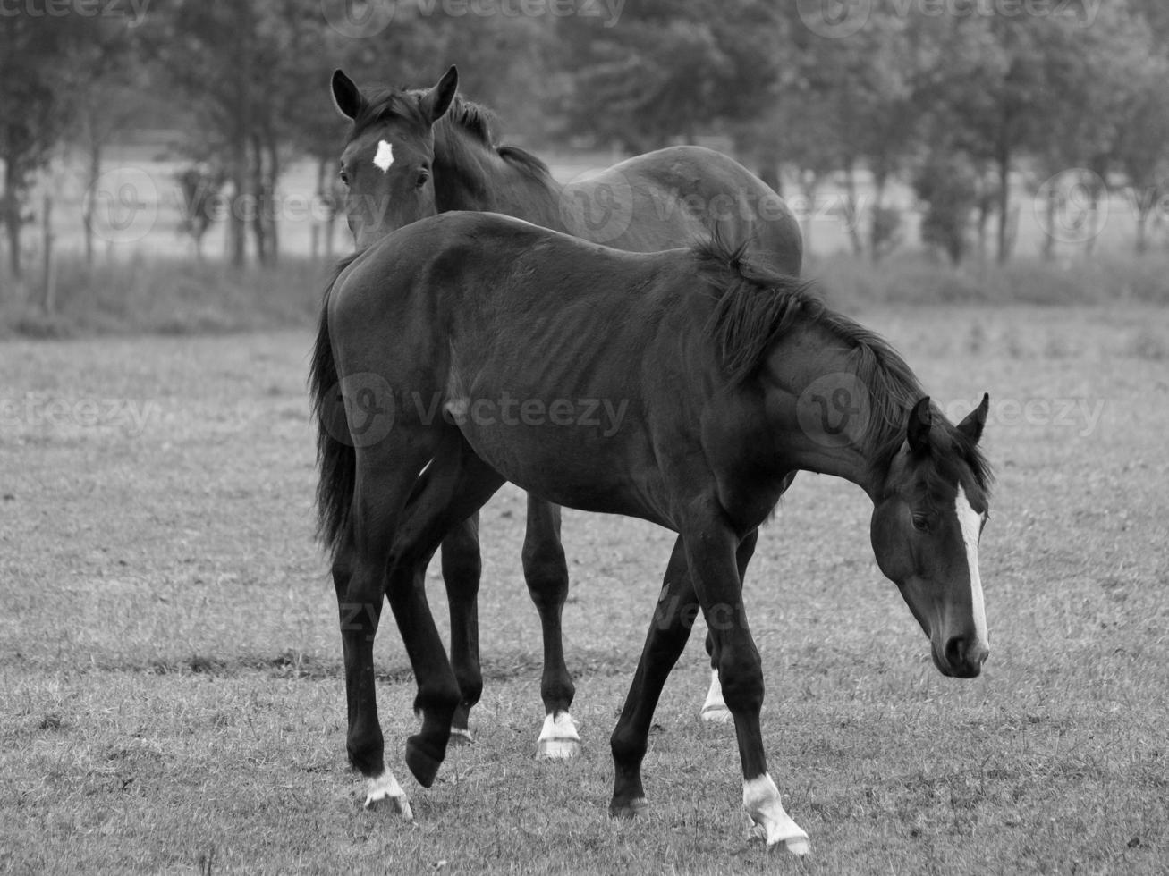 muchos caballos en Alemania foto