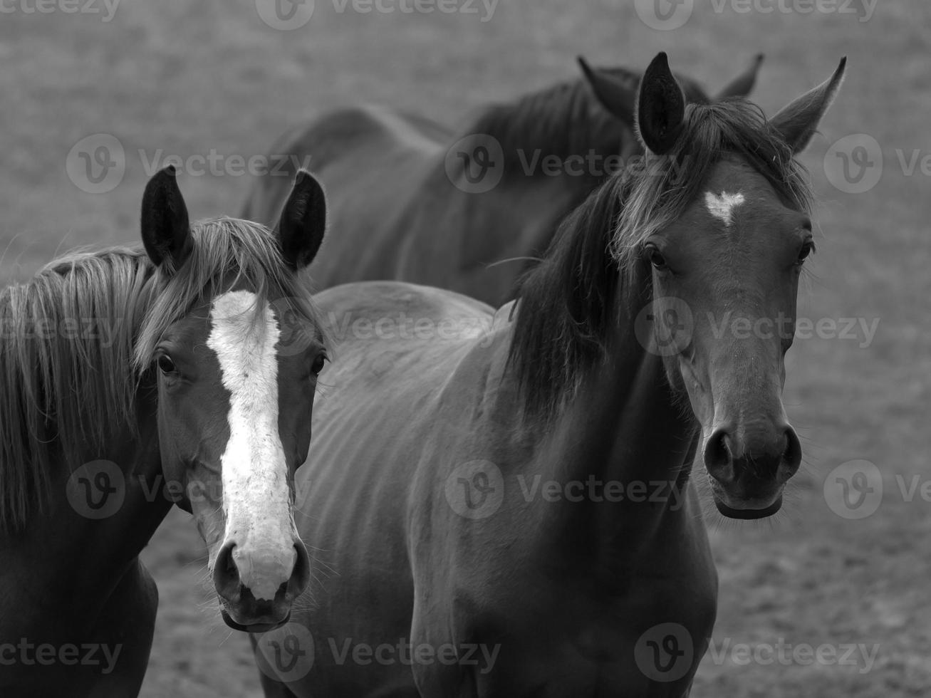 wild horses in germany photo