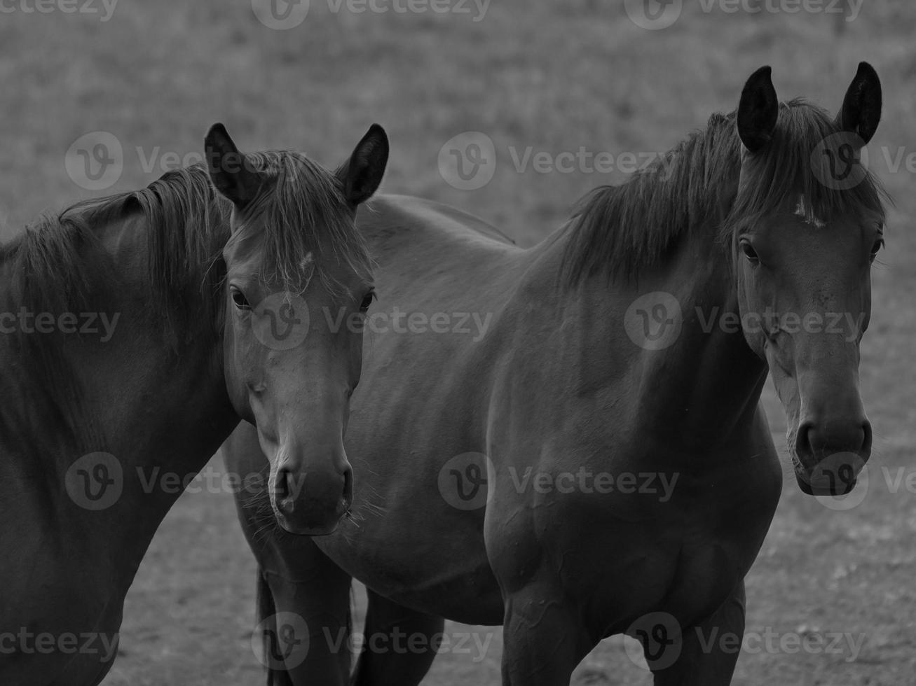 wild horses in germany photo