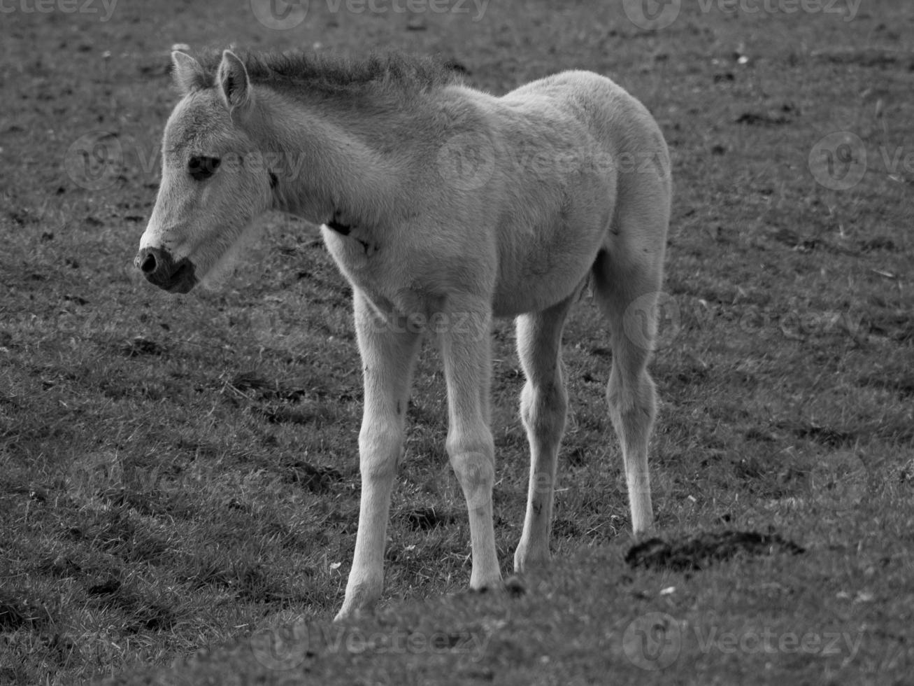 Horses in westphalia photo