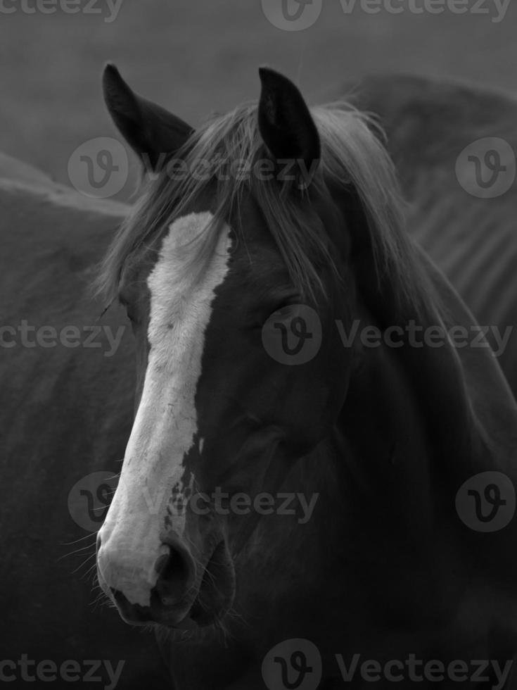 caballos salvajes en alemania foto