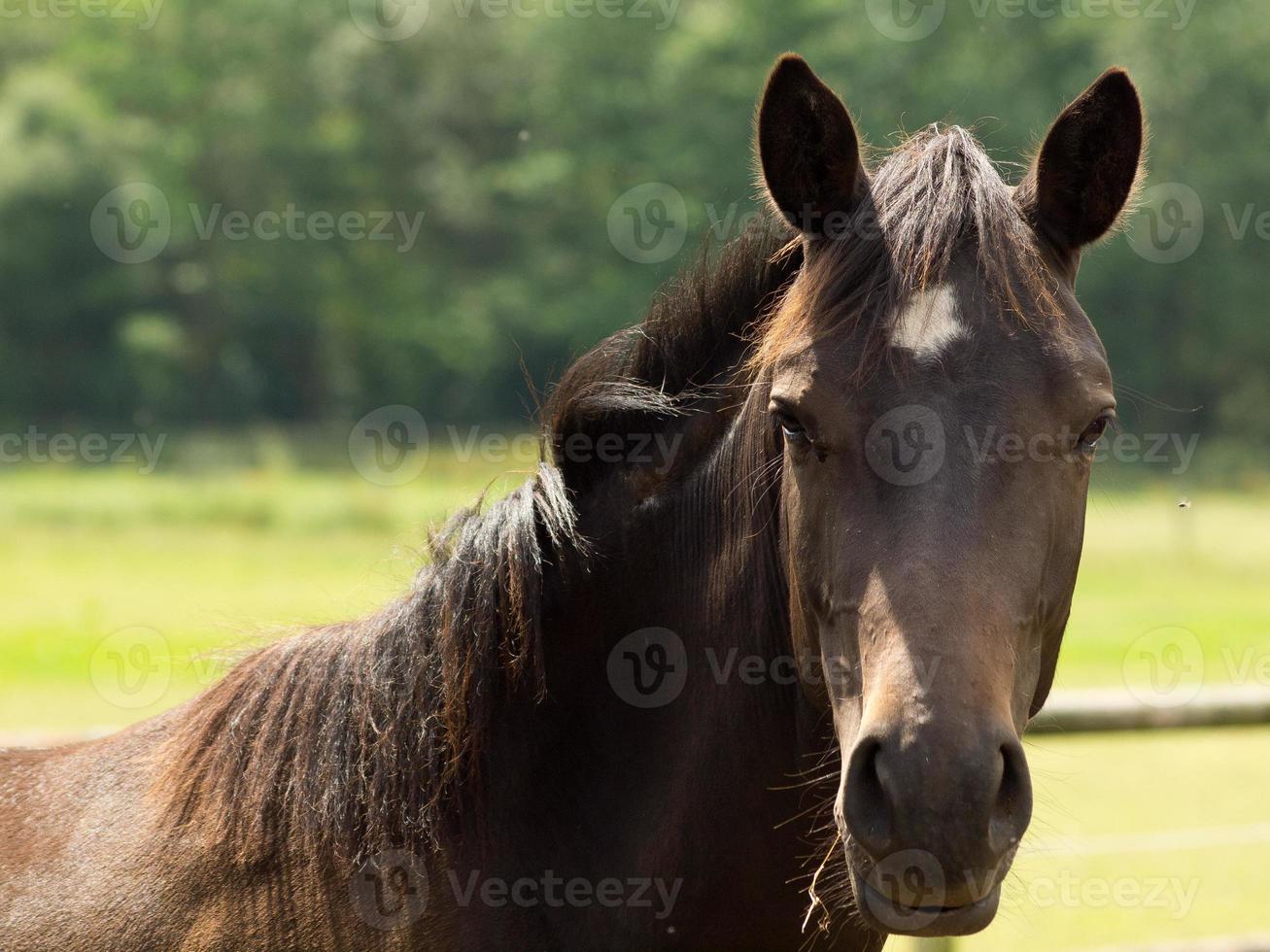 horses on a german meadow photo