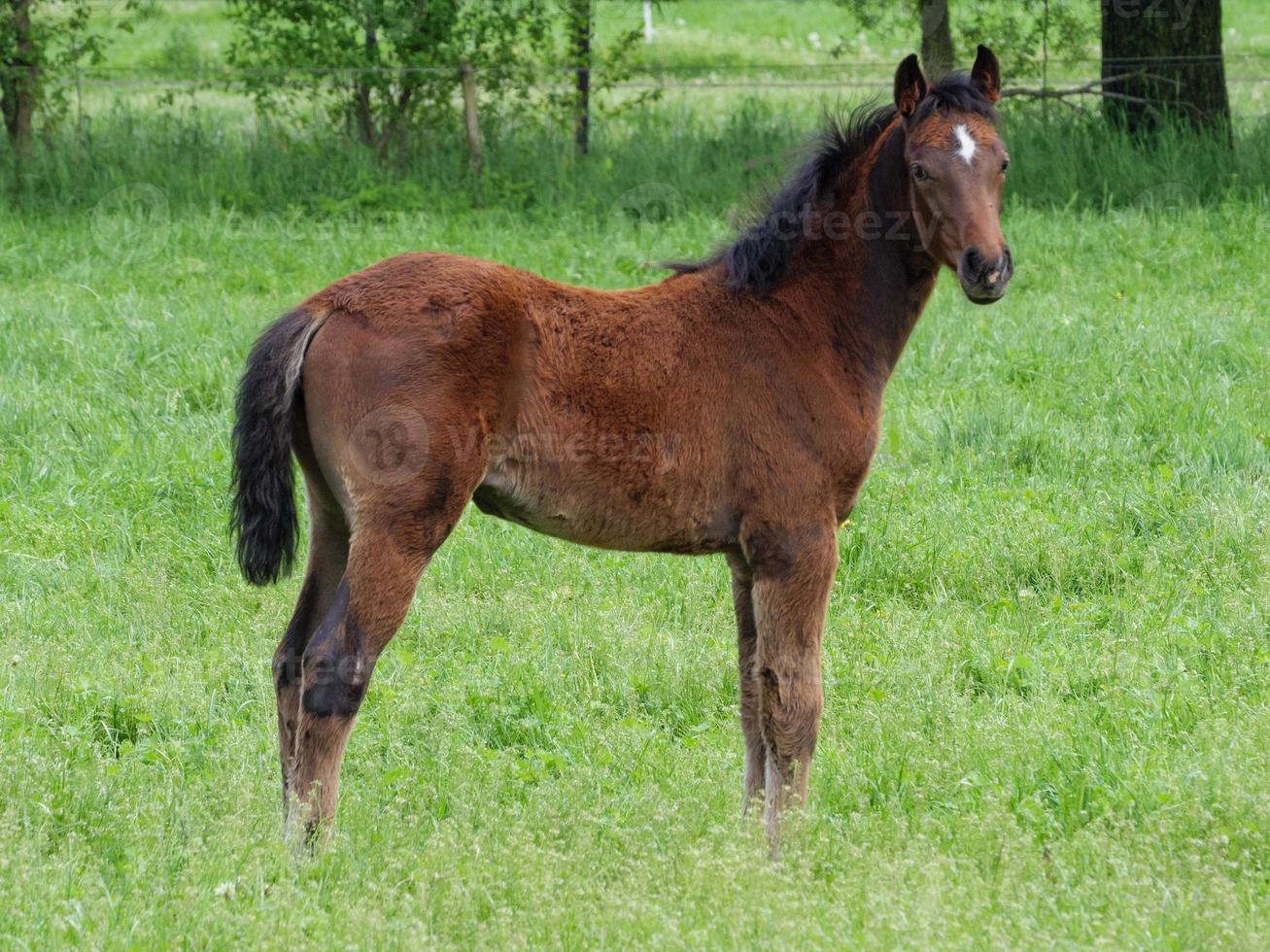 horses  at spring time in germany photo