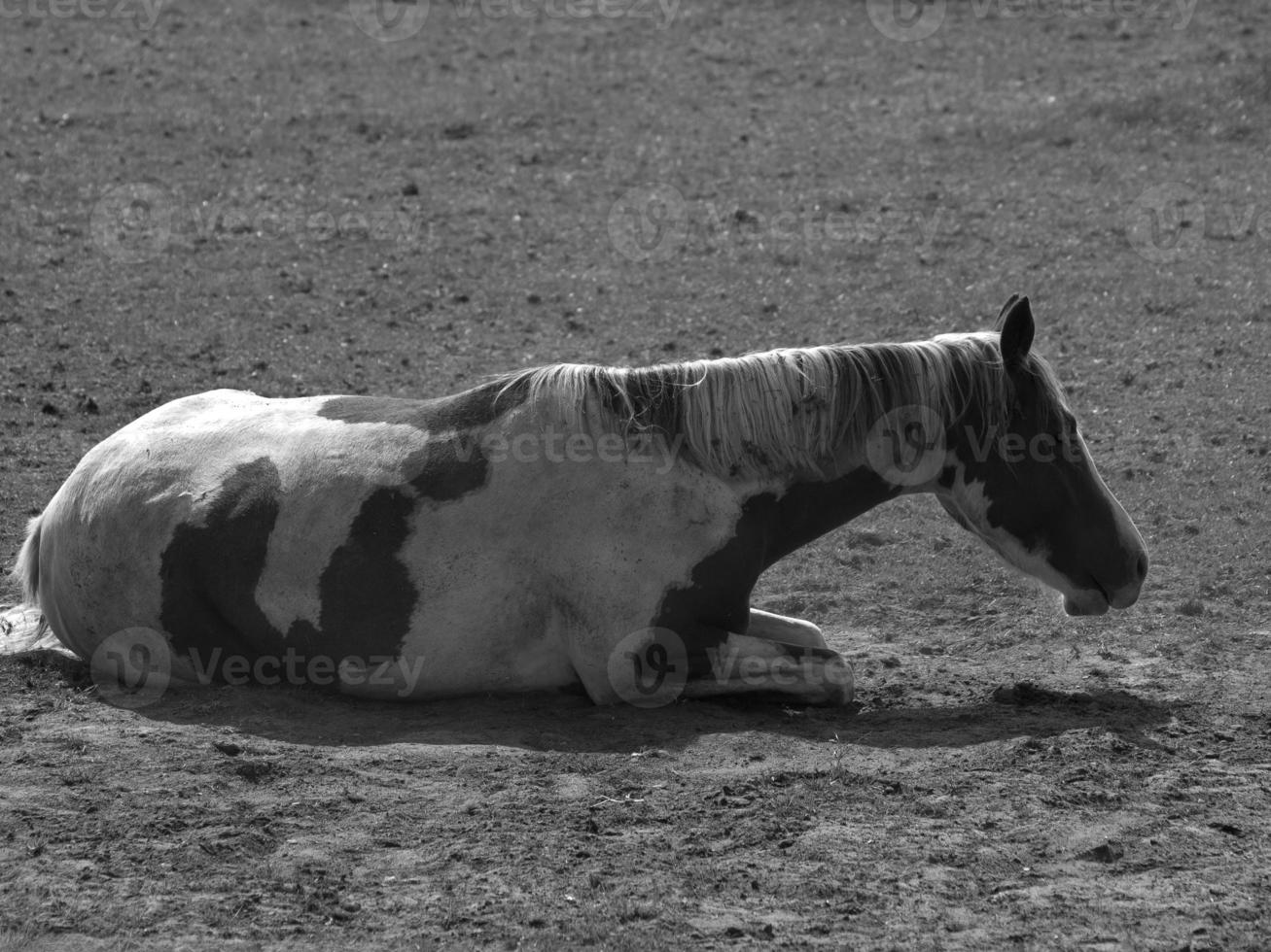 Horses on a german field photo