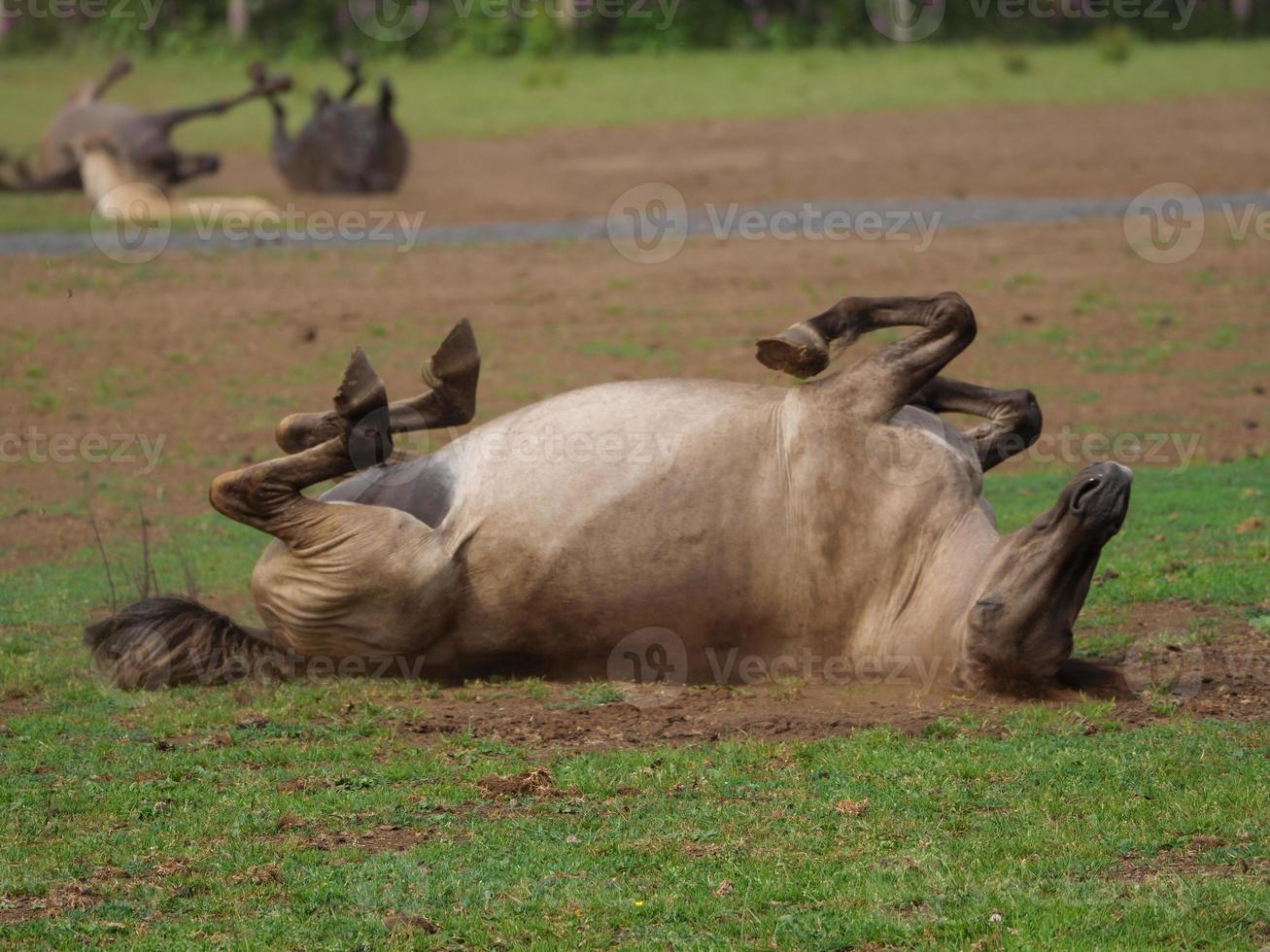 many horses and foals photo