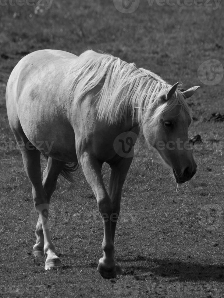 Horses on a german field photo