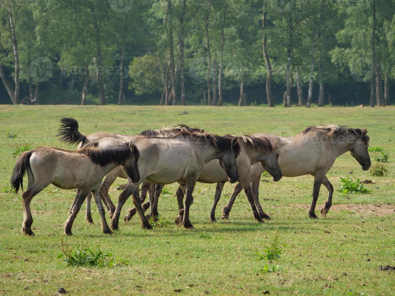 wild german horses photo