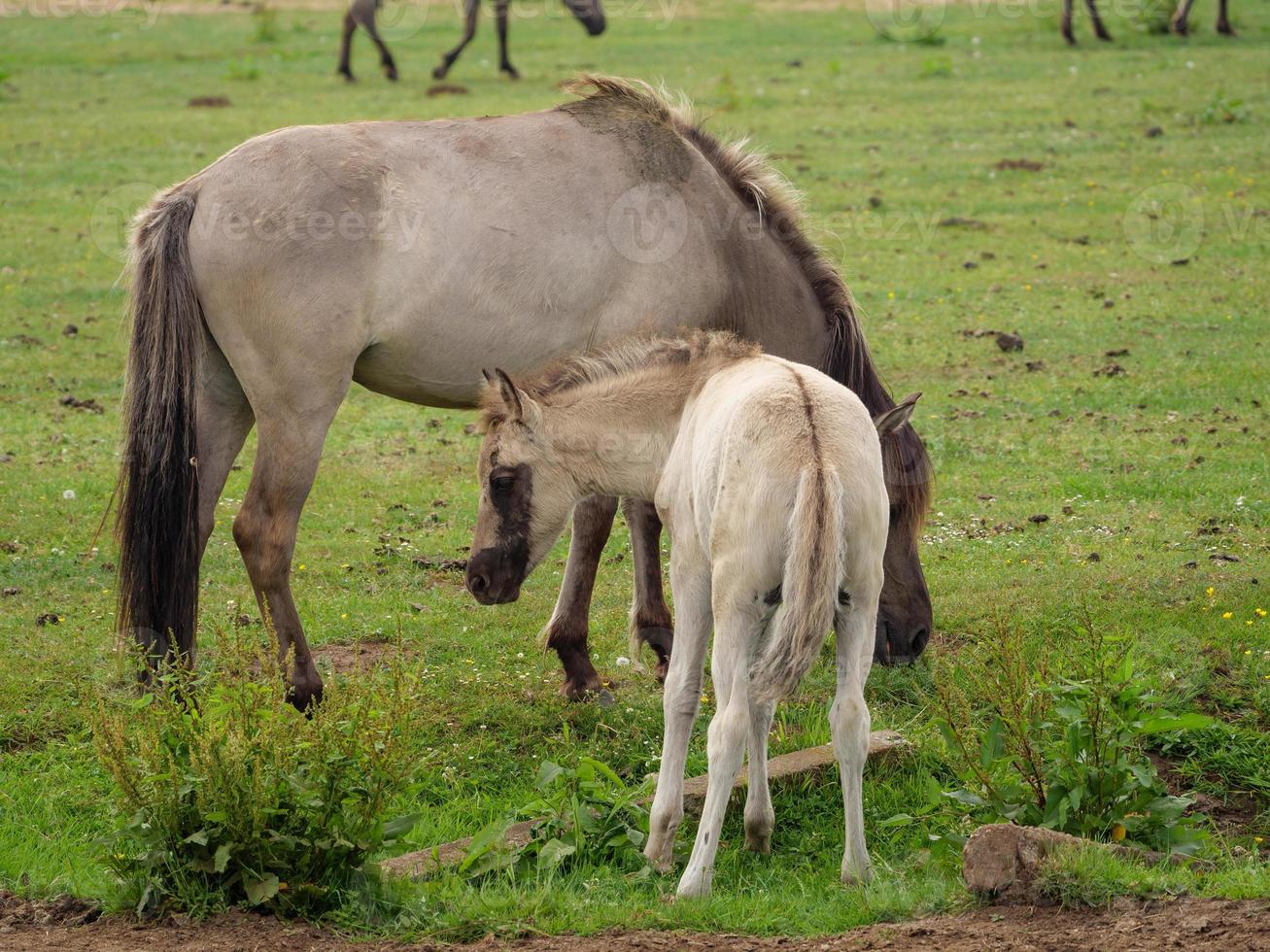 many horses and foals photo