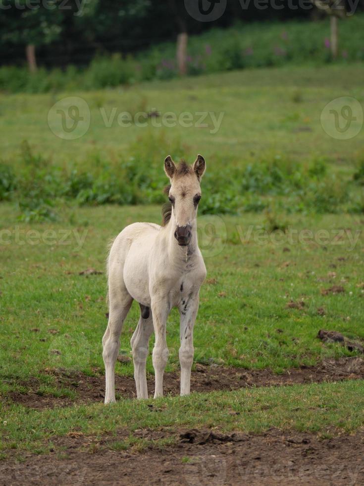 horses and foals in germany photo