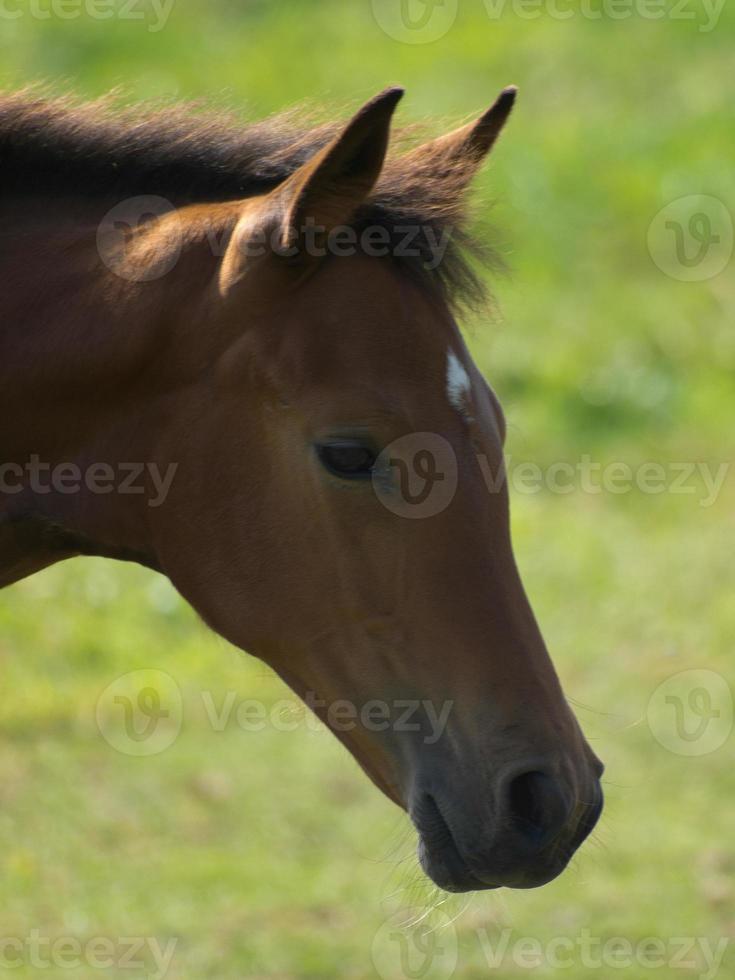horses on a field in germany photo
